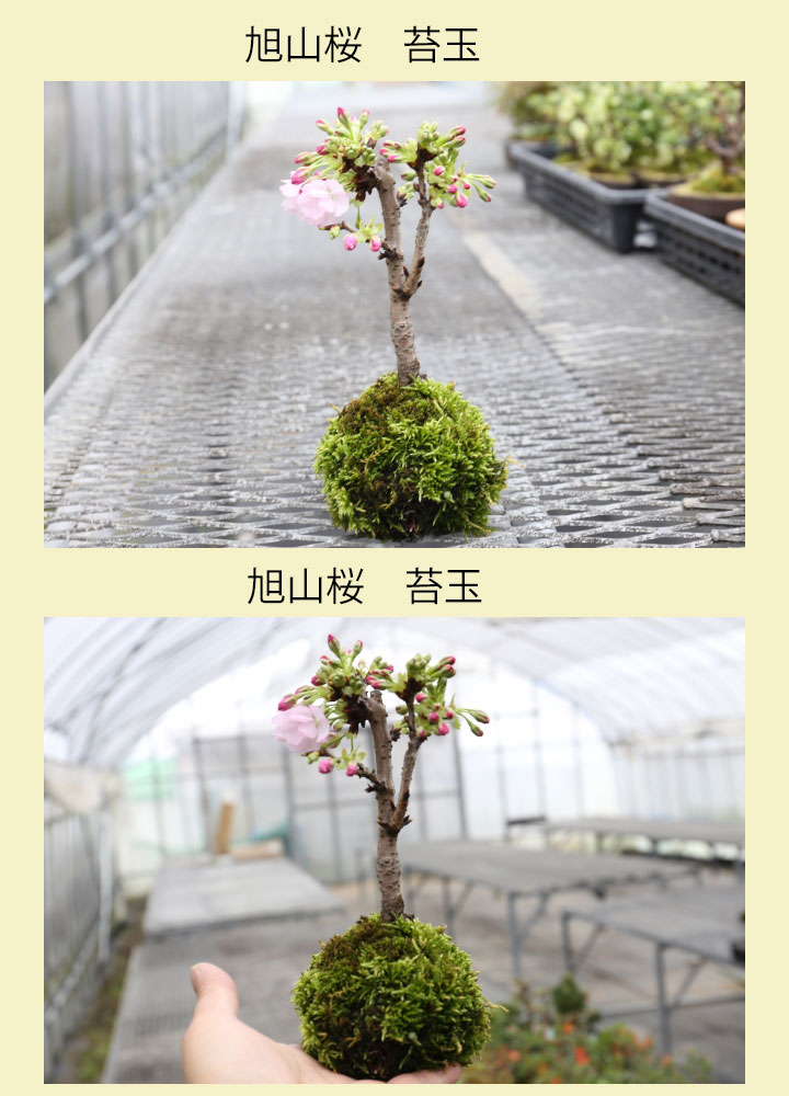 桜 苔玉 盆栽 サボテン 多肉植物 通販 オンラインショップ 浦部陽向園 大阪