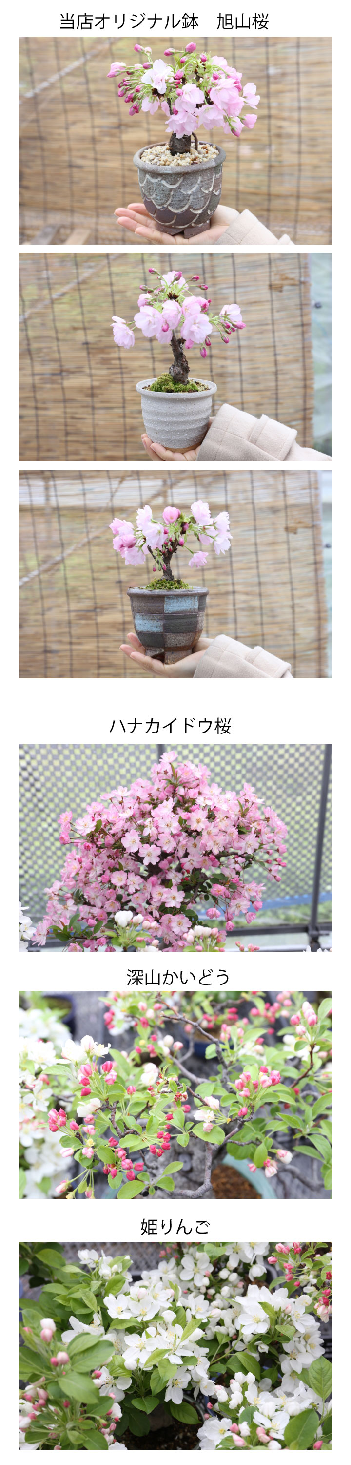 桜　苔玉