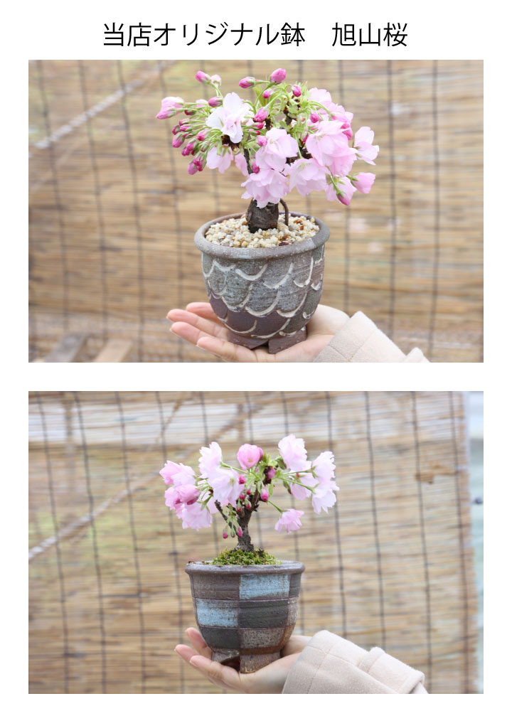 旭山桜　オリジナル鉢　花物実物　盆栽