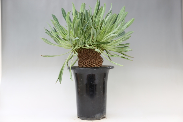 笹蟹鉄甲 A0082☆多肉植物 ユーフォルビア☆「送料無料」浦部陽向園