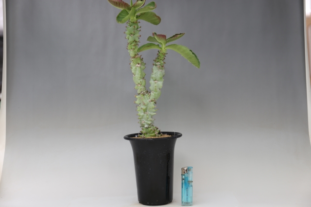  サイズ比較画像2