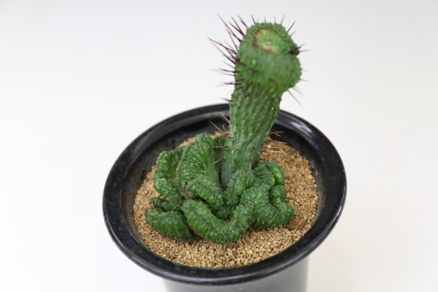 エノプラ石化 A0090☆ユーフォルビア 多肉植物☆浦部陽向園