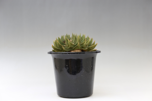 三角牡丹 A0105☆牡丹 Ariocarpus サボテン☆「送料無料」浦部陽向園