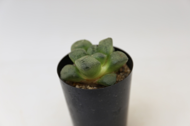 商品画像4