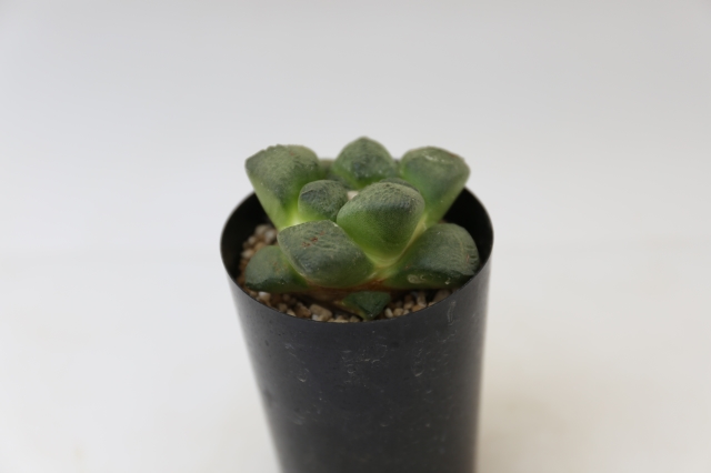 商品画像5