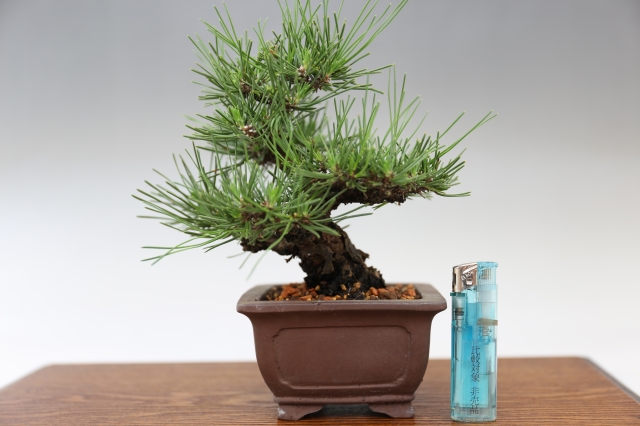  サイズ比較画像7