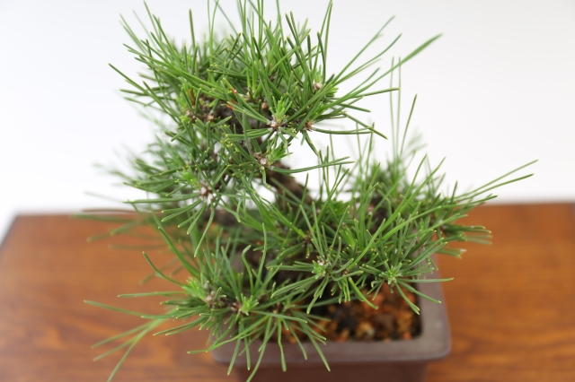 商品画像4斜め４５度