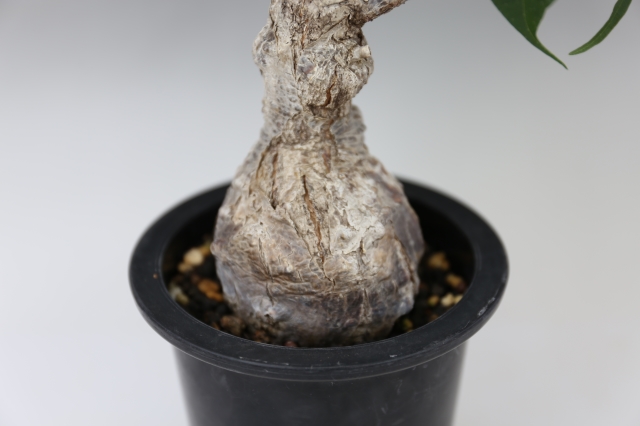 商品画像5