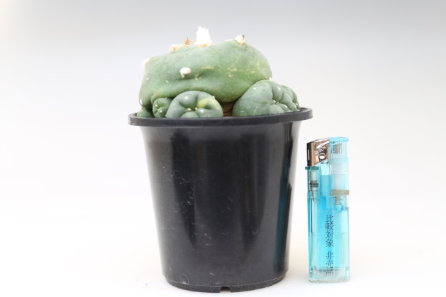  サイズ比較画像2