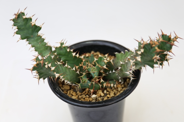 サボテン 多肉植物 66 Euphorbia umfoloziensis ユーフォルビア 塊根　コーデックス