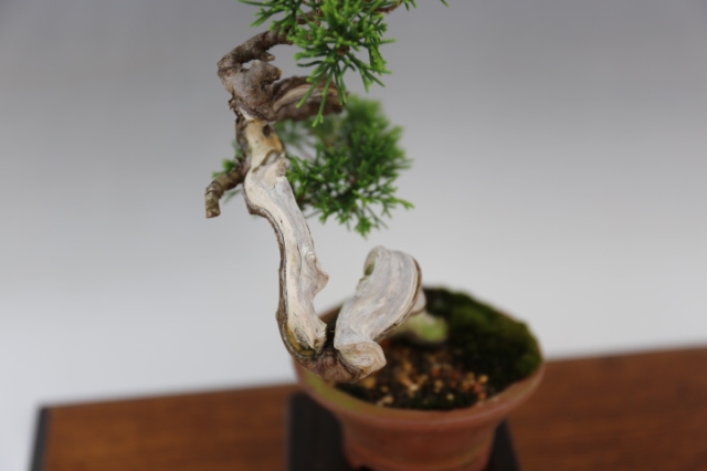 糸魚川真柏 A0199☆松柏 真柏 小品盆栽☆「送料無料」浦部陽向園