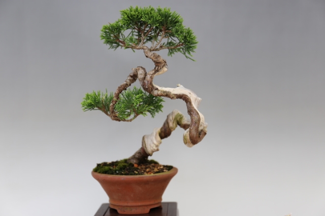 【小品　糸魚川真柏盆栽】　　　⭕小品No.1お気に入り品❗ 小品 糸魚川真柏盆栽】 ⭕小品No.1お気に入り品❗ - メルカリ