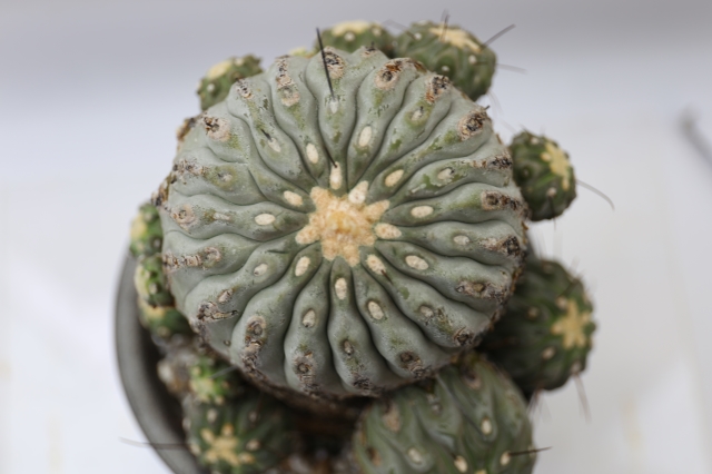 デアルバータ（黒士冠） A0242☆コピアポア サボテン☆「送料無料