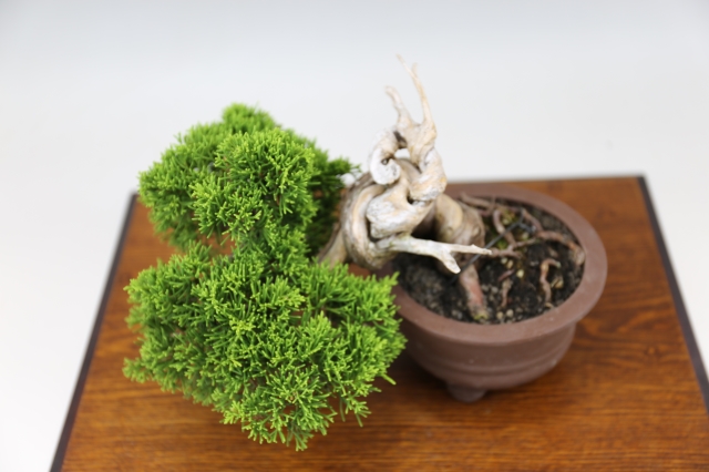 100%の保証 皐月盆栽白玲130 糸魚川真柏松 小品盆栽 樹高約320mm 植物