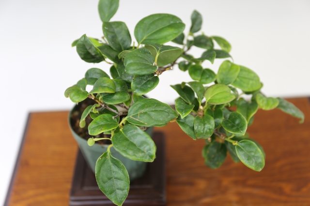 商品画像３斜め４５度