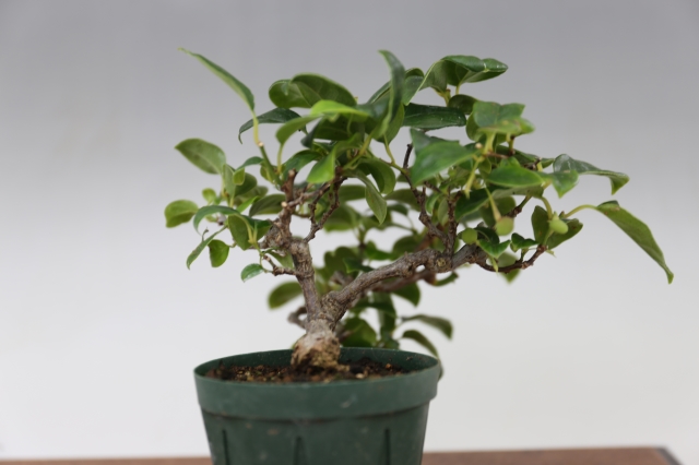 商品画像４サイド