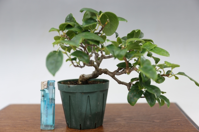  サイズ比較画像2