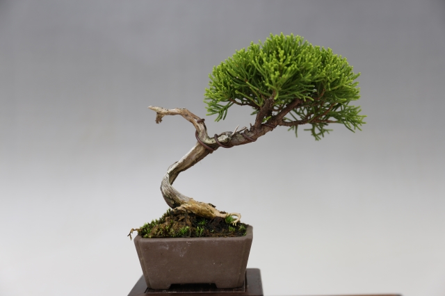 糸魚川真柏 A0272☆松柏類 真柏 ミニ盆栽☆「送料無料」浦部陽向園