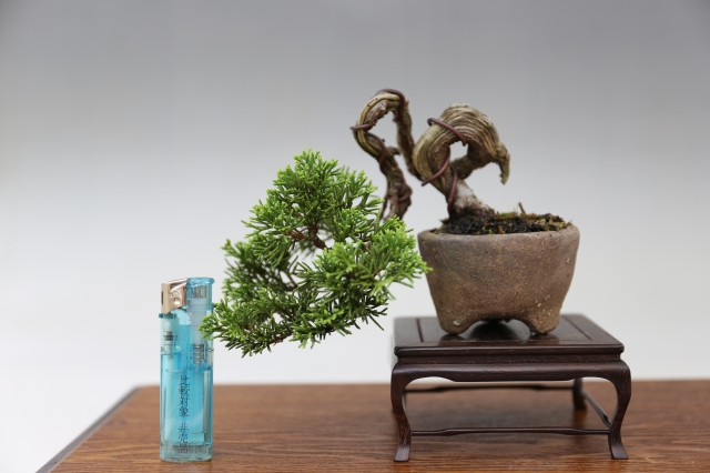  サイズ比較画像2