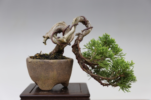 糸魚川真柏 A0278☆松柏類 真柏 ミニ盆栽☆「送料無料」浦部陽向園