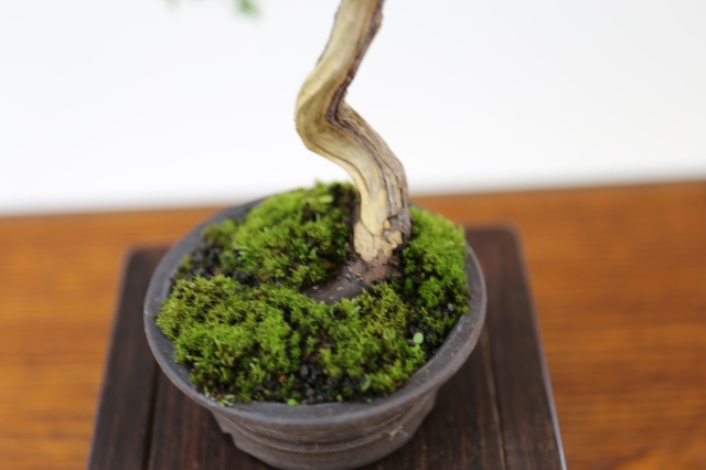 商品画像６根元