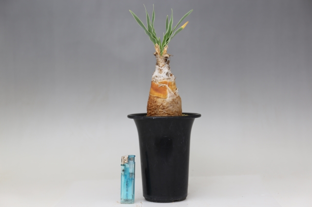 【特別価格】 ブーファン ディスティチャ ディスティカ 大株 コーデックス Amazon｜コーデックス：ブーファン ディスティカ*塊幅12cm【現品