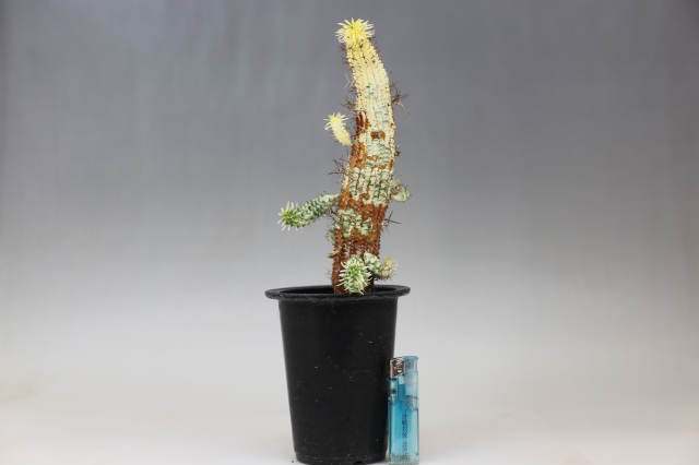 群星冠錦 A0436☆ユーフォルビア 多肉植物☆浦部陽向園