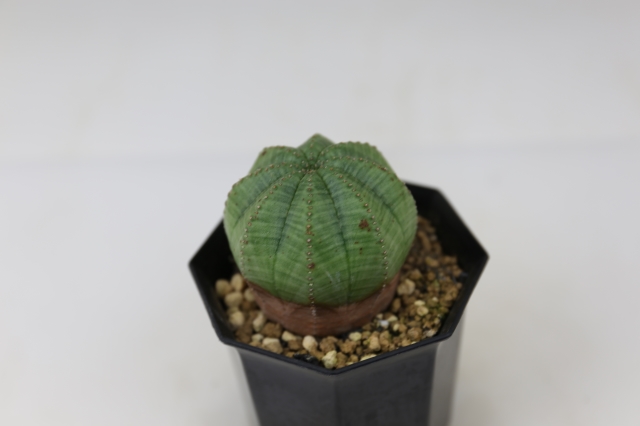 オベサ A0636☆ユーフォルビア 多肉植物☆浦部陽向園