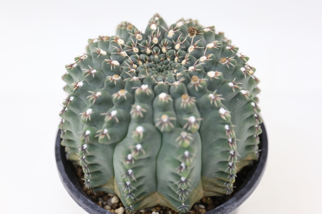 商品画像4