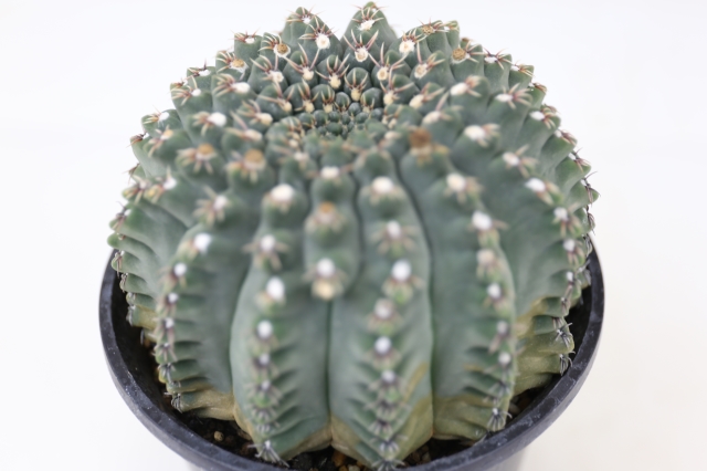 商品画像5
