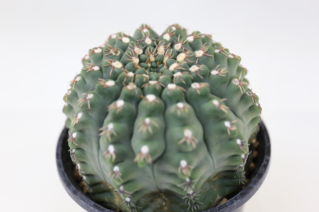 商品画像3