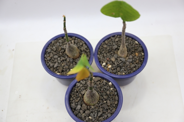 エリプティクム　実生　A0687★プセウドボンバックス　コーデックス　多肉植物★浦部陽向園
