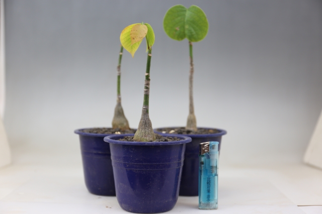  サイズ比較画像2