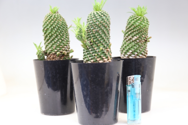 安曇野鉄甲丸 実生 A0689☆ユーフォルビア 多肉植物☆浦部陽向園