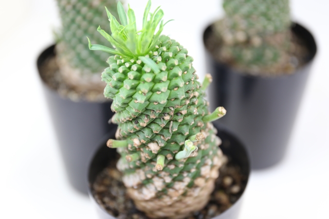 安曇野鉄甲丸 実生 A0689☆ユーフォルビア 多肉植物☆浦部陽向園