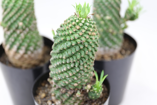 安曇野鉄甲丸 実生 A0689☆ユーフォルビア 多肉植物☆浦部陽向園