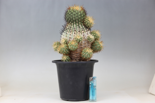 孤竜丸 輸入球 A0694☆コピアポア コルムナアルバ サボテン☆浦部陽向園