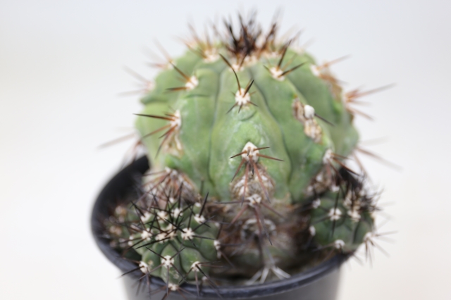 黒王丸　実生 Copiapoa cinerea【コピアポア・黒王丸・実生】 | RIMO'S GREEN