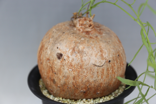 ボルシアーナ A0805☆イポメア コーデックス 多肉植物☆「送料無料