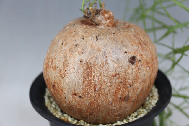 ボルシアーナ A0805☆イポメア コーデックス 多肉植物☆「送料無料