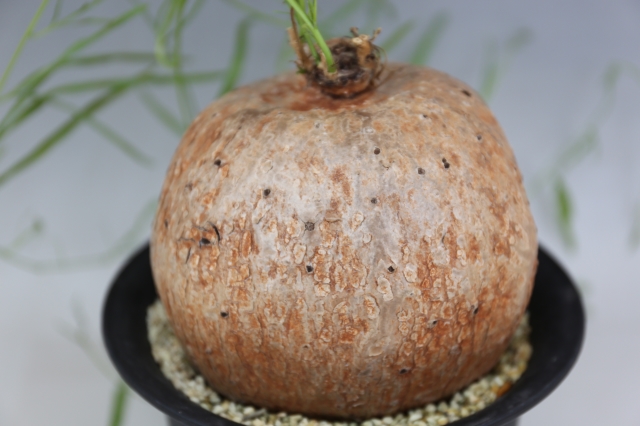 ボルシアーナ A0805☆イポメア コーデックス 多肉植物☆「送料無料