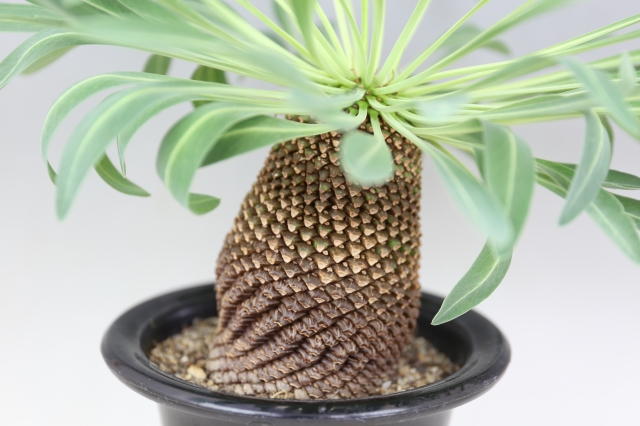 商品画像5