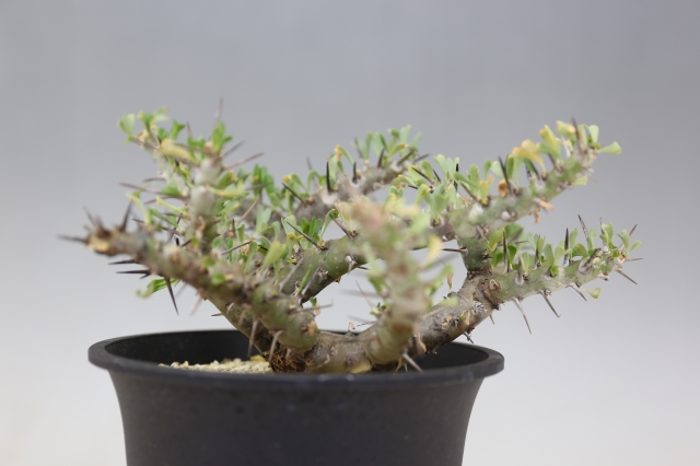 美形 特大 選抜 サルコカウロン クラシカウレ 塊根 コーデックス