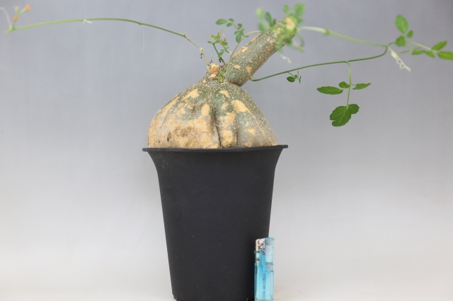 塊根植物】モモルディカ ロストラタ 【公式通販】