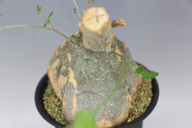 商品画像4
