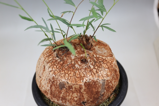 ボルシアーナ A0850☆イポメア コーデックス 多肉植物☆「送料無料