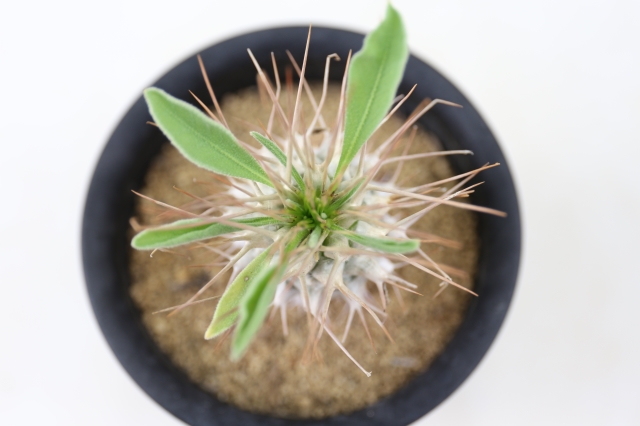 光堂 実生 A0882☆パキポディウム ナマクアナム 多肉植物☆「送料無料