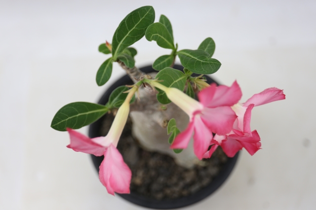 アラビカム A0895☆アデニウム コーデックス 多肉植物☆浦部陽向園