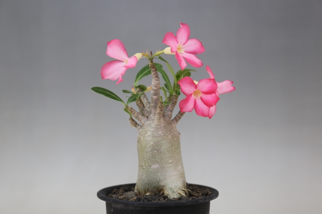 油彩画 アデニウム 61u60lfT6dL._AC_UF1000,