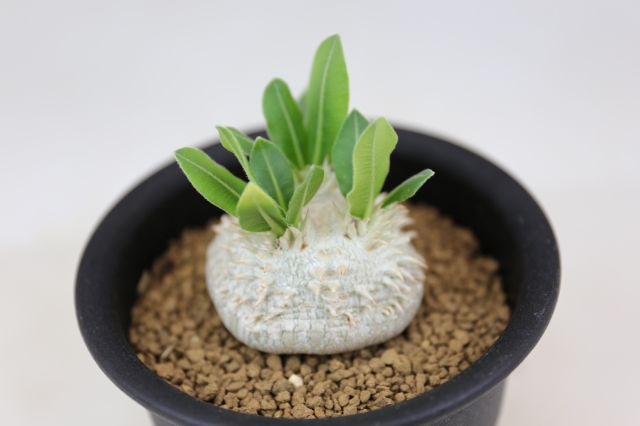 商品画像4